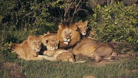 What Kind of Community Does the Lion Live In? | Animals - mom.me