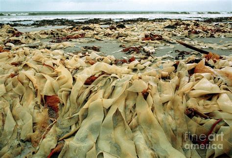 Laminaria Seaweed Photograph by Malkolm Warrington/science Photo ...