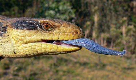 Tiliqua scincoides displaying the characteristic blue tongue. Pet Lizards, Reptiles And ...