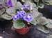 Plants to Grow in Terrariums, Dish Gardens and Planters - The Garden Helper - Garden Helper ...