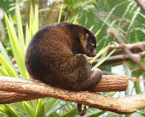 Bear cuscus (Ailurops ursinus), 2019-10-05 - ZooChat