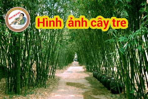 Cây tre là gì? Đặc điểm và công dụng của tre Việt Nam