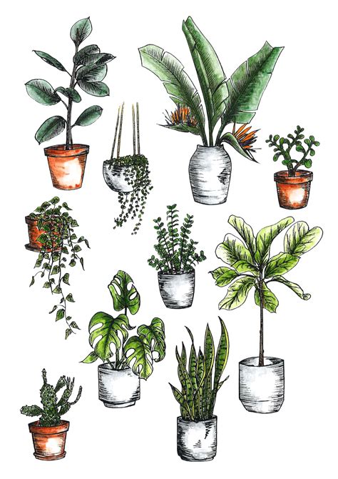 How to Care for Indoor Plants | Collective Gen | Plant sketches, Interior design sketchbook ...