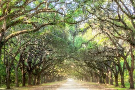 Wormsloe / Tree Tunnel / Live Oak Trees / Tree-lined Drive / Savannah ...