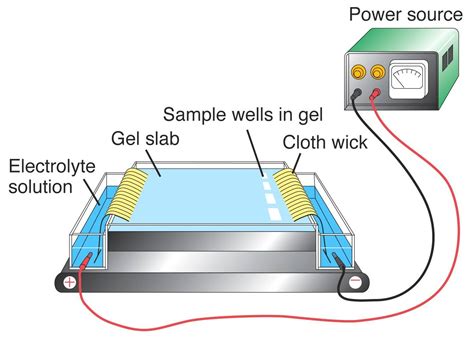 Biochemistry Class notes: Protein separation techniques: Protein ...