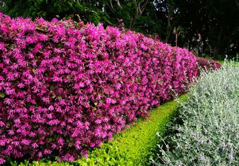 Unleash the Beauty of Loropetalum China Pink: Create a Colourful Oasis in Your Garden