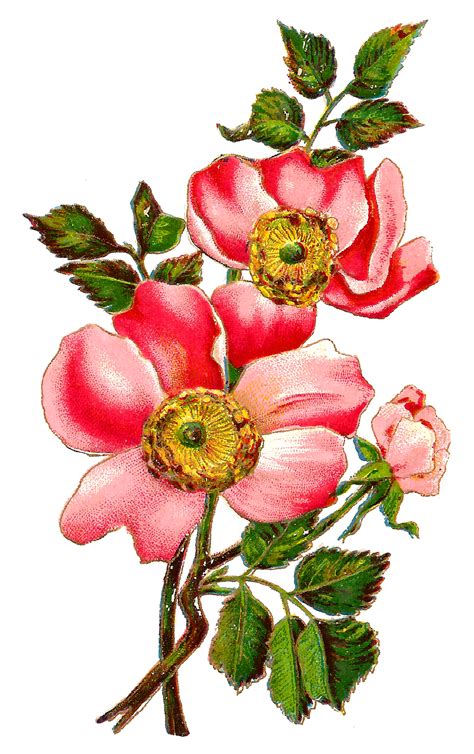 Antique Images: Flower Botanical Art Free Digital Image Field Rose