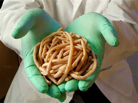 Hong Kong Says Skip Worm Diet : Shots - Health News : NPR