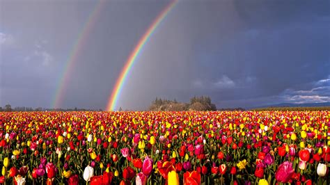 Oregon Double Rainbow Over Flowers Field HD Rainbow Wallpapers | HD Wallpapers | ID #45587