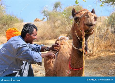 Local Guide Grooming His Camel during Safari, Thar Desert, India Editorial Photography - Image ...