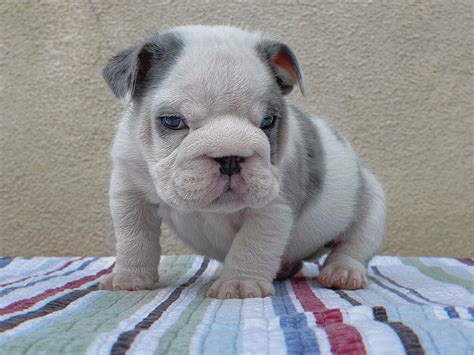 Blue English Bulldog Puppies