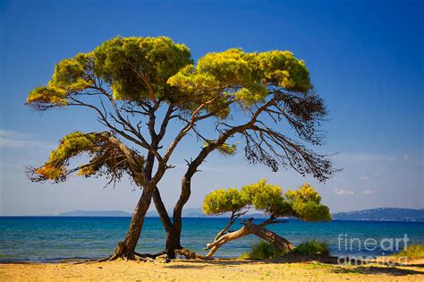 Pine Trees By The Beach Photograph by Gabriela Insuratelu