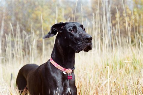 File:Black Great Dane.jpg