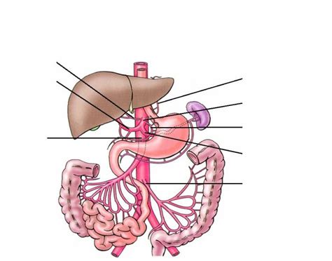 Celiac Trunk Arteries Quiz