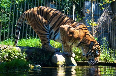 Trinkender Tiger ZOO Leipzig Foto & Bild | tiere, zoo, wildpark & falknerei, säugetiere Bilder ...