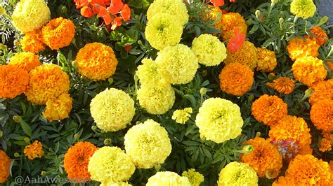 Marigold (Tagetes) is a genus of annual or perennial, mostly herbaceous plants in the sunflower ...