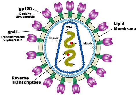 Feline Immunodeficiency Virus (FIV) | PetHelpful