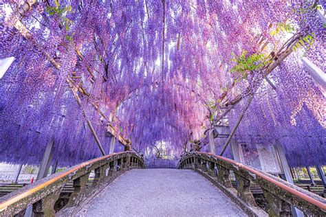 Superb purple view, Wisteria flowers are in full bloom: Ashikaga Flower ...