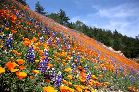 Pin by Leslie Monroe on Naturally Beautiful | Wild flowers, California wildflowers, Wildwood flower