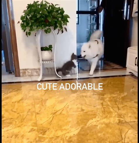 Cute cat playing prank on dog - Cute Adorable