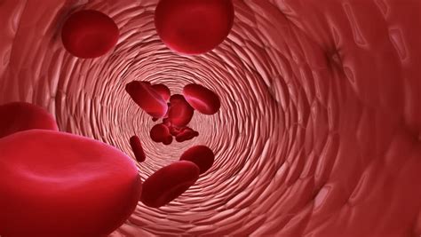 Blood vessel Stock Video Footage - 4K and HD Video Clips | Shutterstock