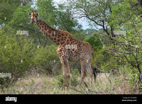 Kruger National Park, Mpumalanga, South Africa Stock Photo - Alamy