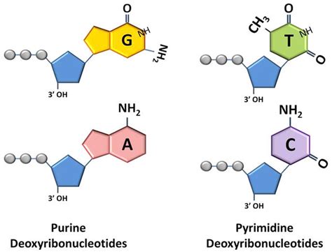 [DIAGRAM] Label The Diagrams Of Dna Nucleotides And Bases - MYDIAGRAM.ONLINE