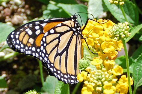 Monarch Butterfly Exhibit at Desert Botanical Garden