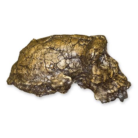 Replica Sahelanthropus / Toumai Skull For Sale – Skulls Unlimited ...