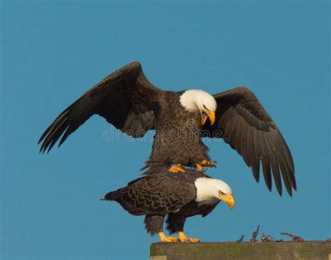 Bald Eagles Mating stock image. Image of bird, horizontal - 30870173