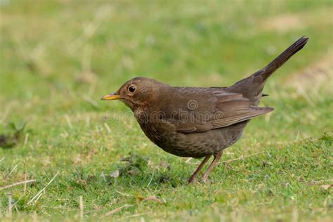 Female Blackbird, Turdus Merula, in a Field, UK Stock Image - Image of ...