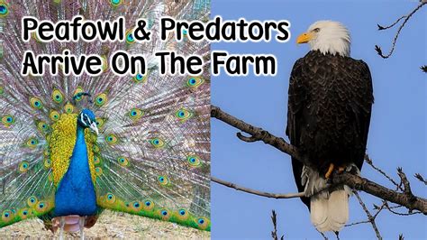 Peafowl and Predators Arrive on the Farm - Keeping Animals Safe - YouTube