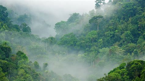 Fondos de Pantalla 2560x1440 Bosques Zona intertropical Jungle Niebla ...