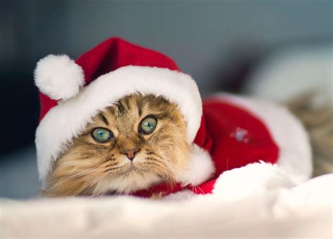 Christmas Cat Wallpapers - Wallpaper Cave