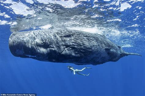 Stunning pictures show mother sperm whale feeding its calf by injecting ...