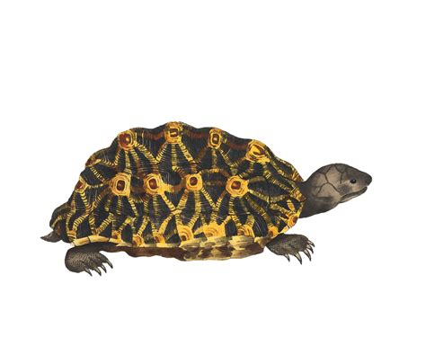 Turtle Watercolor Painting Free Stock Photo - Public Domain Pictures