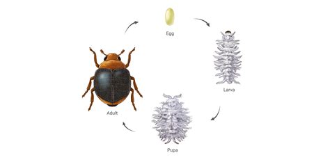 Mealybug Destroyer Life Cycle