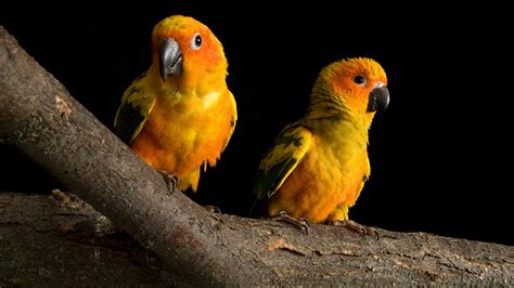 Ara Parrot Bird Wallpaper Animals Wallpaper Better