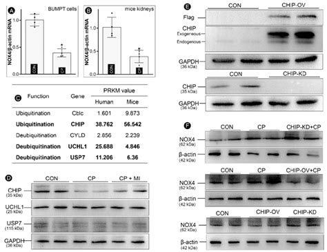 Myo-inositol promotes CHIP-mediated NOX4 in cisplatin-treated BUMPT ...