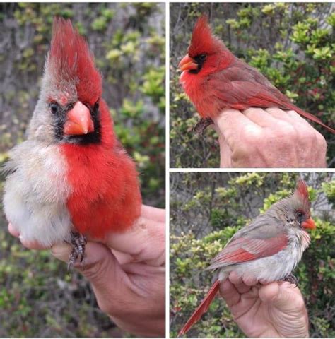 Northern Cardinal with bilateral gynandromorphism. An abnormality that ...