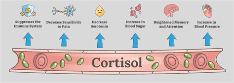 Best Practices To Limit Cortisol Levels | Pürlife