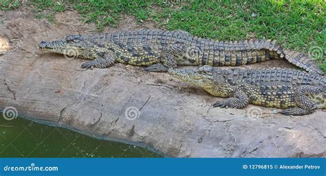 Green Crocodile Royalty Free Stock Photo - Image: 12796815