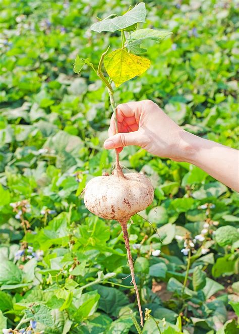 Jicama Plant (Pachyrhizus erosus) Rare Edible Root | Sow Exotic