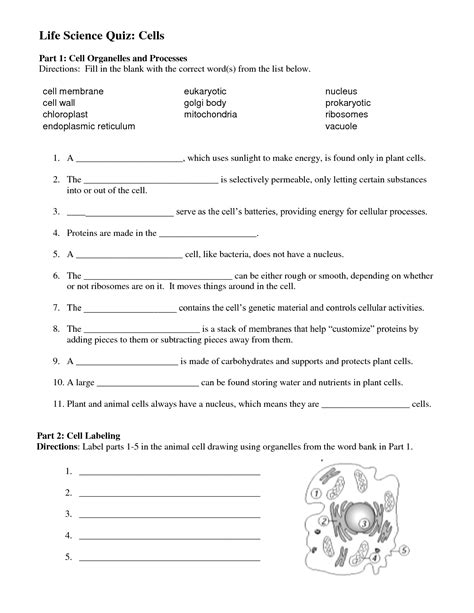 Plant And Animal Cell Organelles Worksheet