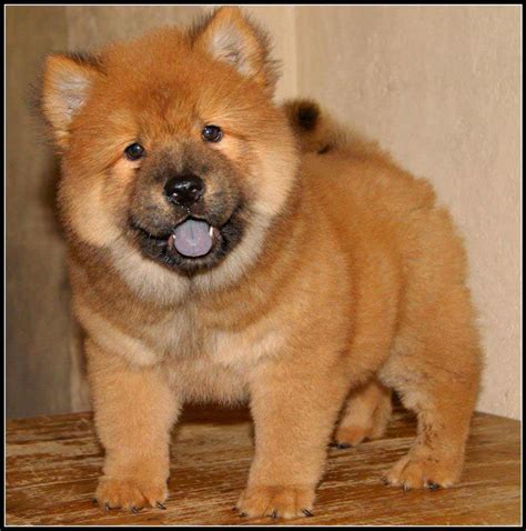 Chow Chow Dog Breed » Information, Pictures, & More