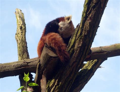 Sleeping Red Panda | Abi Skipp | Flickr