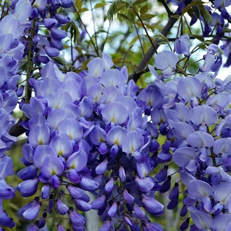 Rare Blue Wisteria Tree Seeds, 10pcs/pack – GreenSeedGarden