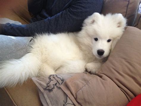 Samoyed puppy knows how to relax | Samoyed puppy, Samoyed dogs, Puppies