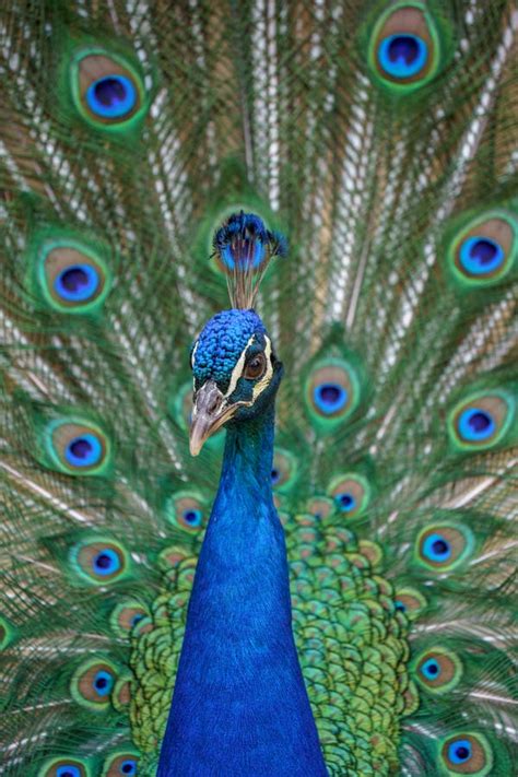 Peacock Tail Photos, Download The BEST Free Peacock Tail Stock Photos ...