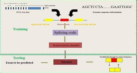 Analysis and prediction of exon skipping events from RNA-Seq with sequence information using ...